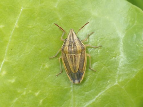 Réf. 229 943 : Aelia acuminata